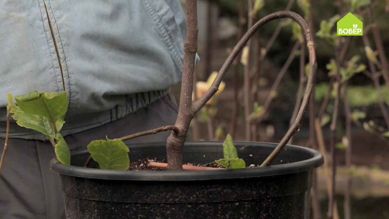 Черенкование магнолии. Укоренение магнолии черенками. Укоренения черенков магнолии Зибольда. Размножение магнолии черенками. Черенкование магнолии весной.