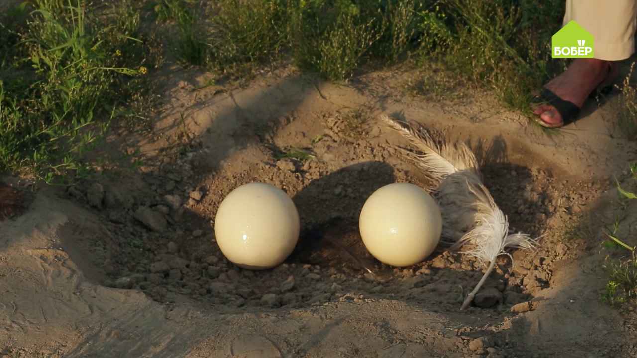 Яйцо черного африканского страуса