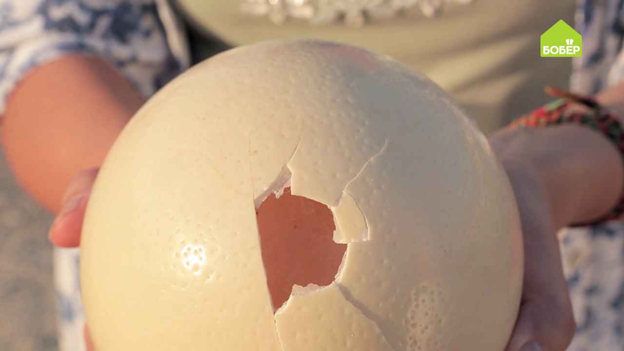 Страусиное яйцо: вес, цена, как разбить, как приготовить, полезные и опасные свойства