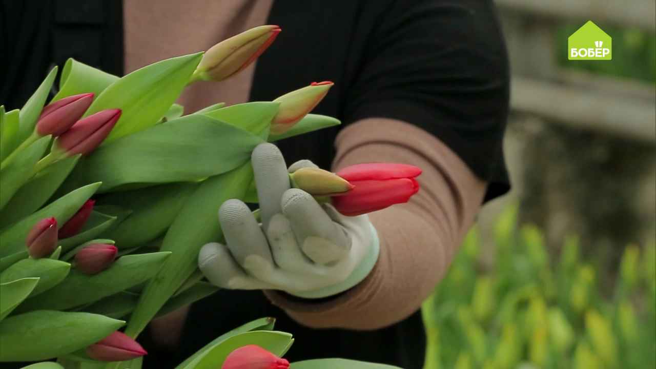 При какой температуре хранить тюльпаны срезанные. Как срезать тюльпаны. Срезанные тюльпаны на проверке. Как правильно срезать тюльпаны. Как срезать тюльпаны правильно для букета.