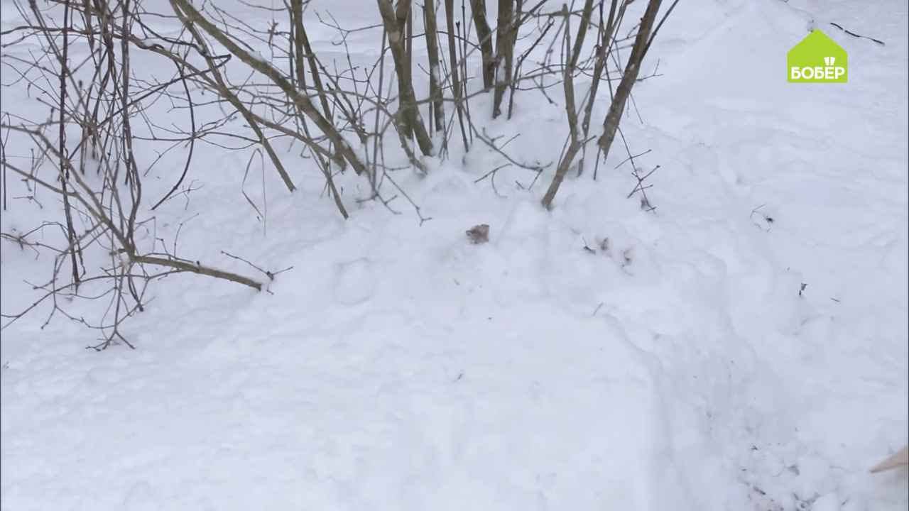 Укрываем кусты и деревья