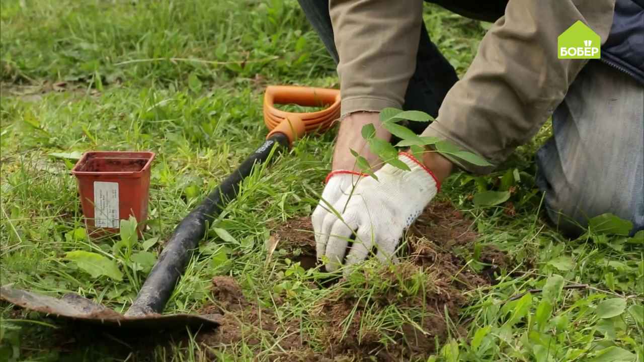 Как правильно прорастить и посадить грецкий орех - Бобёр.ру