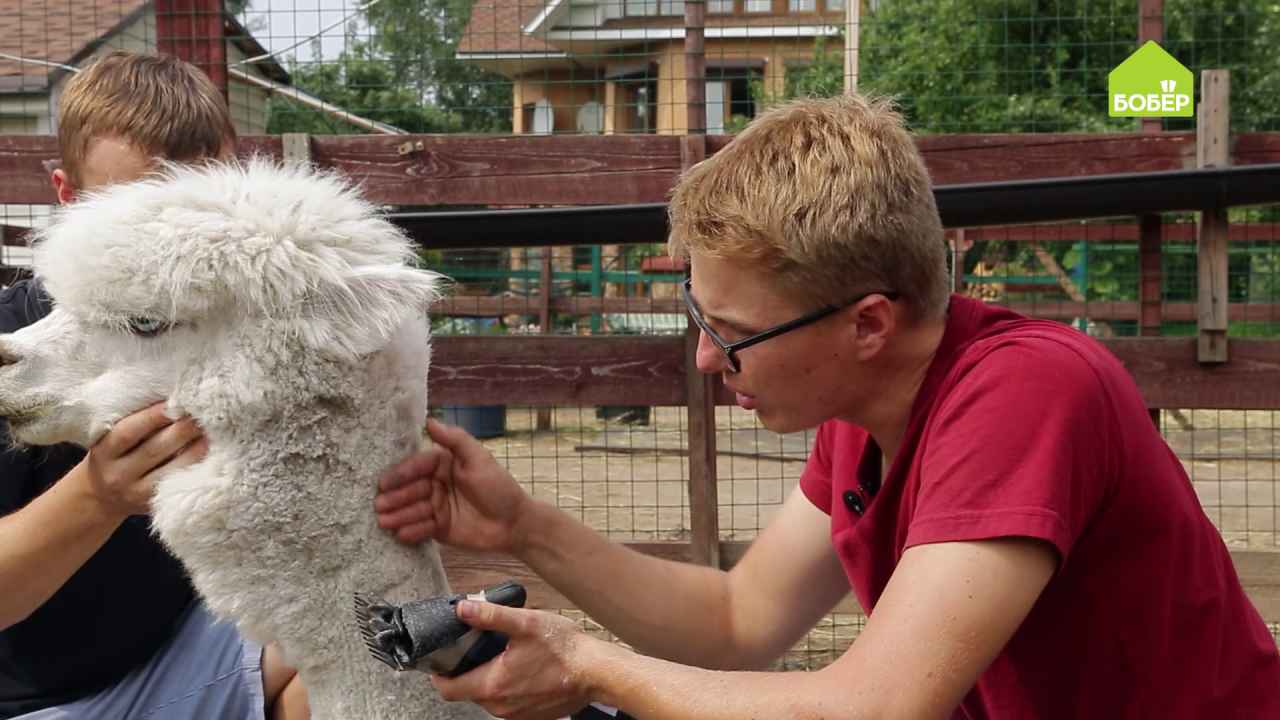 Как подстричь альпака - Бобёр.ру