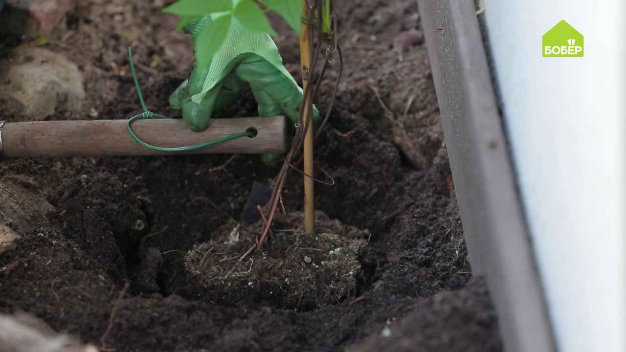 Клематис в марте как сохранить до посадки. Посадка клематиса. Клематис высадка в грунт. Клематис посадка в открытый грунт. Посадка клематиса весной в открытый грунт.