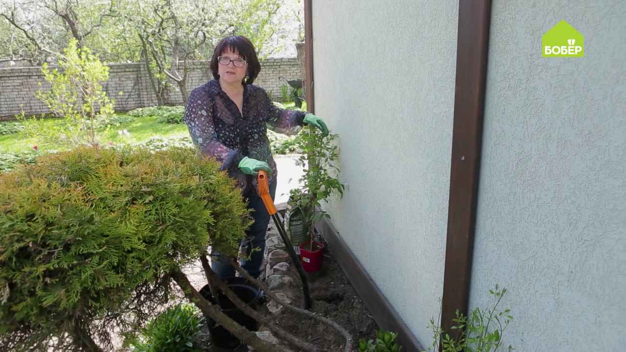 Сажаем клематис на подпорной стенке - Бобёр.ру