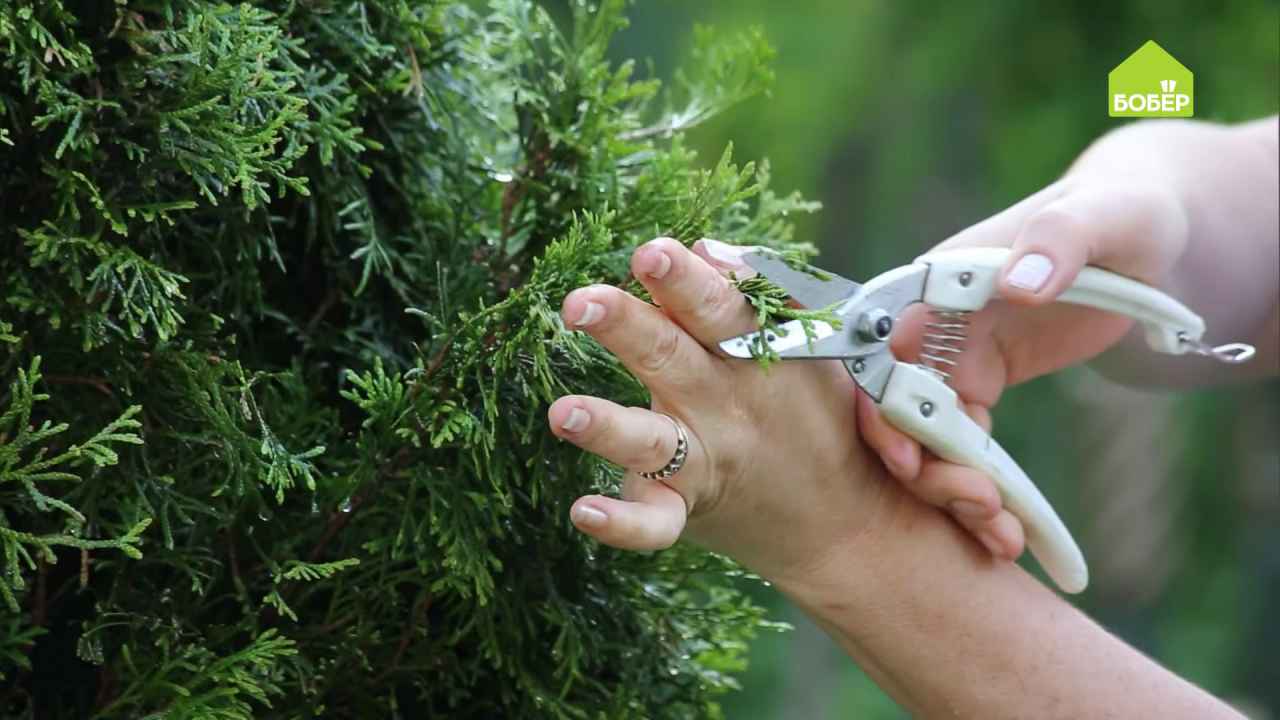 Как ухаживать за туей - Бобёр.ру