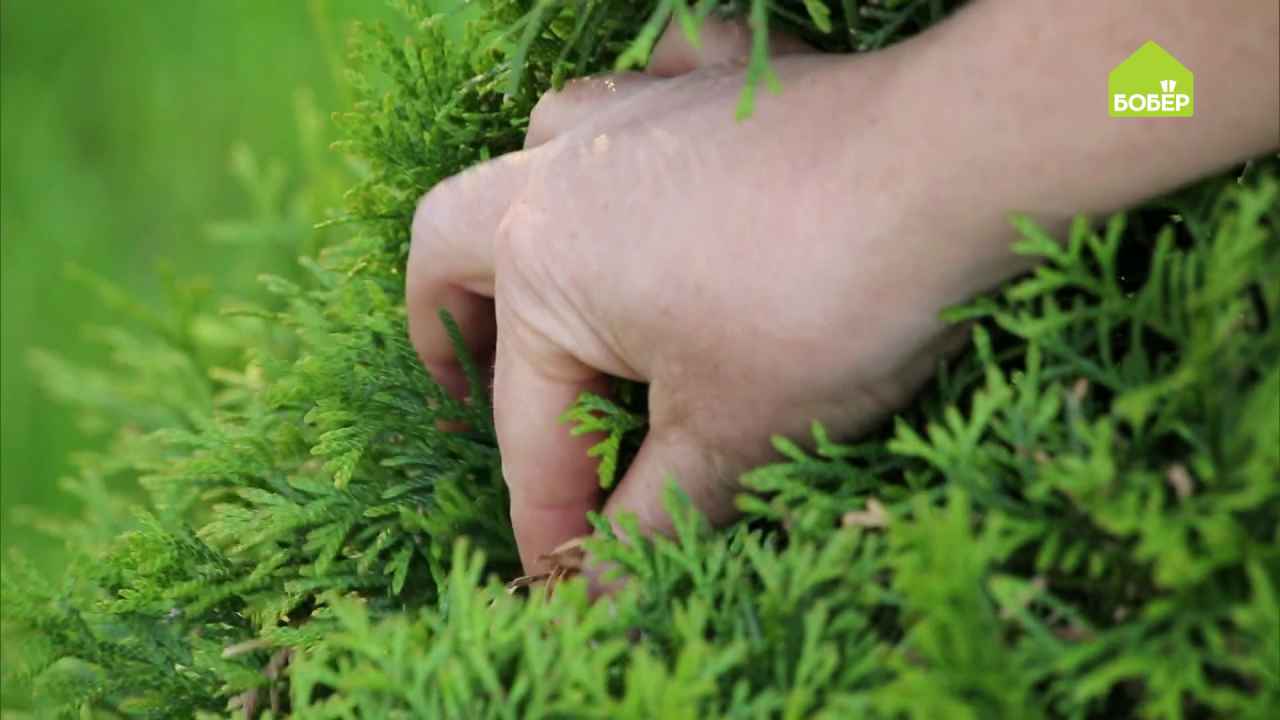 Как ухаживать за туей - Бобёр.ру