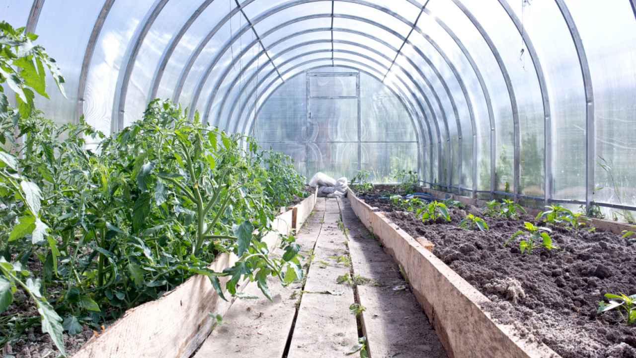 Теплицы саженцы. Голубика в теплице. Pepper Greenhouse.