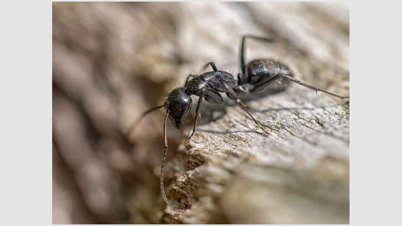Боремся с муравьями: народные способы