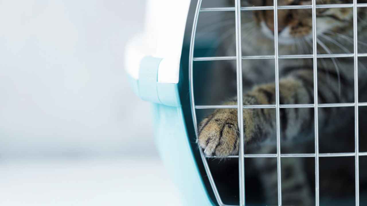 Фото: Natalya Stepowaya/Shutterstock.com