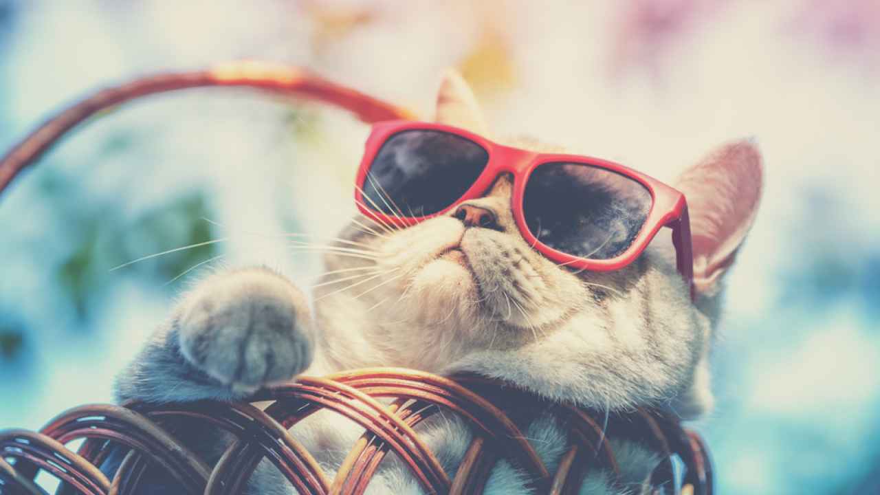 Фото: vvvita/Shutterstock.com