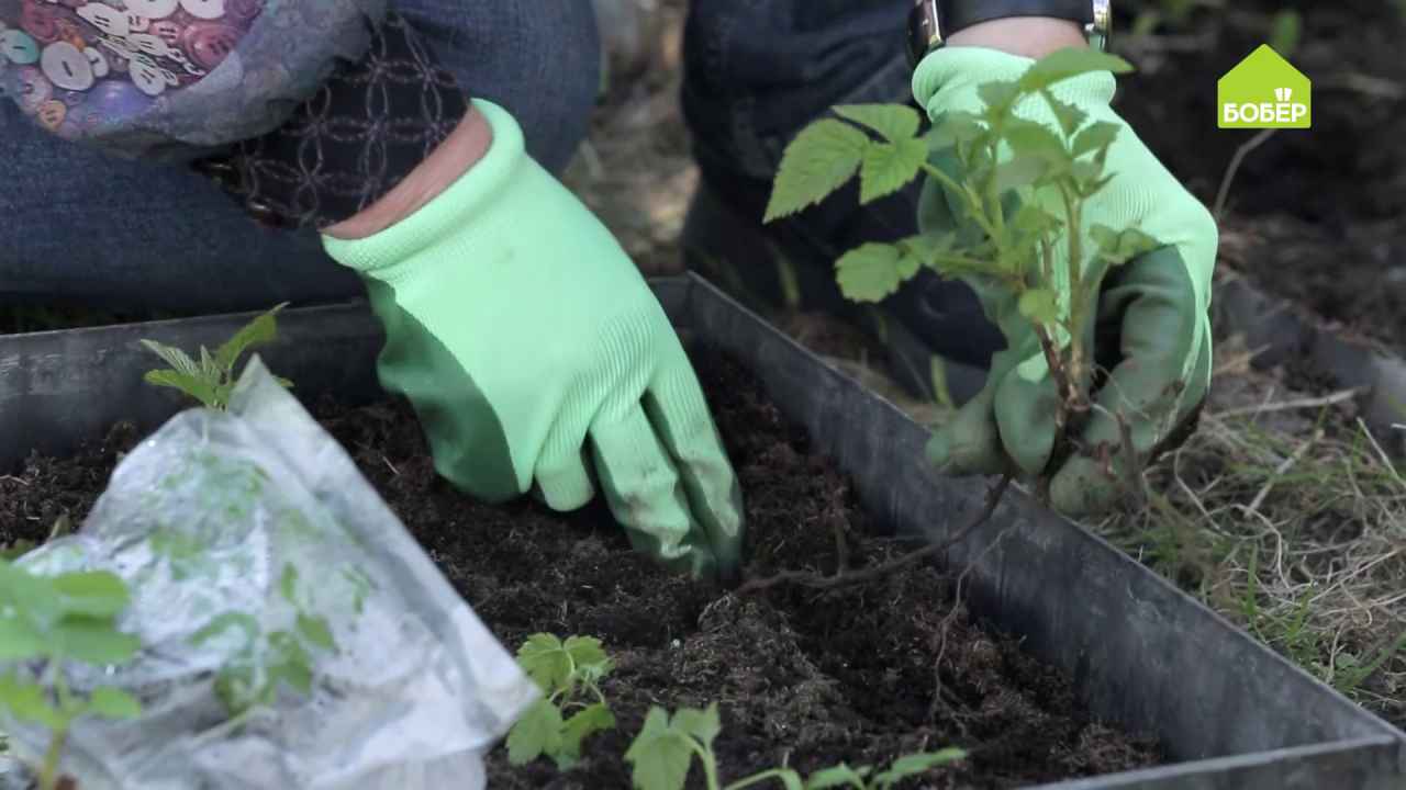 Размножаем малину корневыми черенками - Бобёр.ру