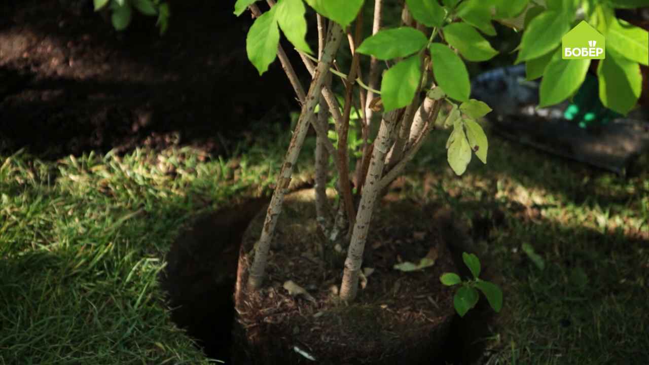 Сажаем крупномеры на участке и террасе - Бобёр.ру