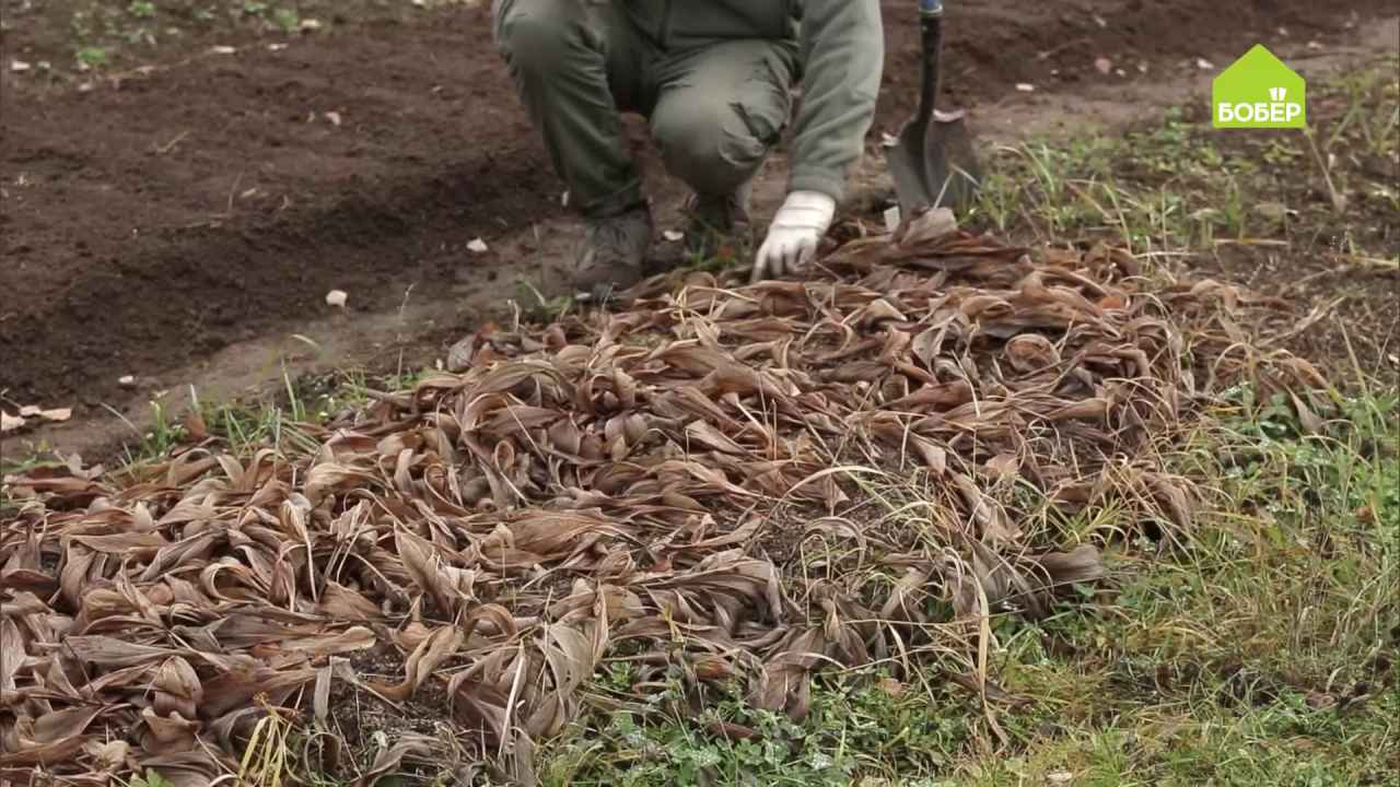 Ландыши: выращивание и уход.