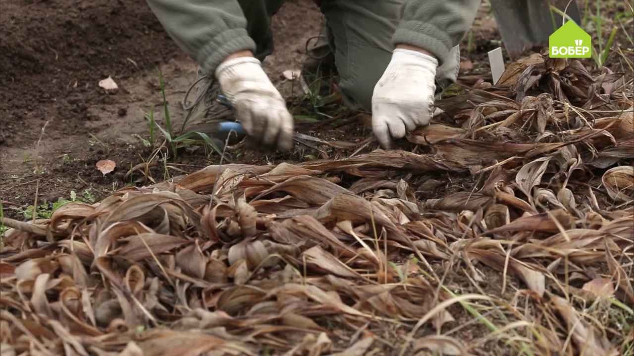 Как пересадить и выгнать садовые ландыши - Бобёр.ру