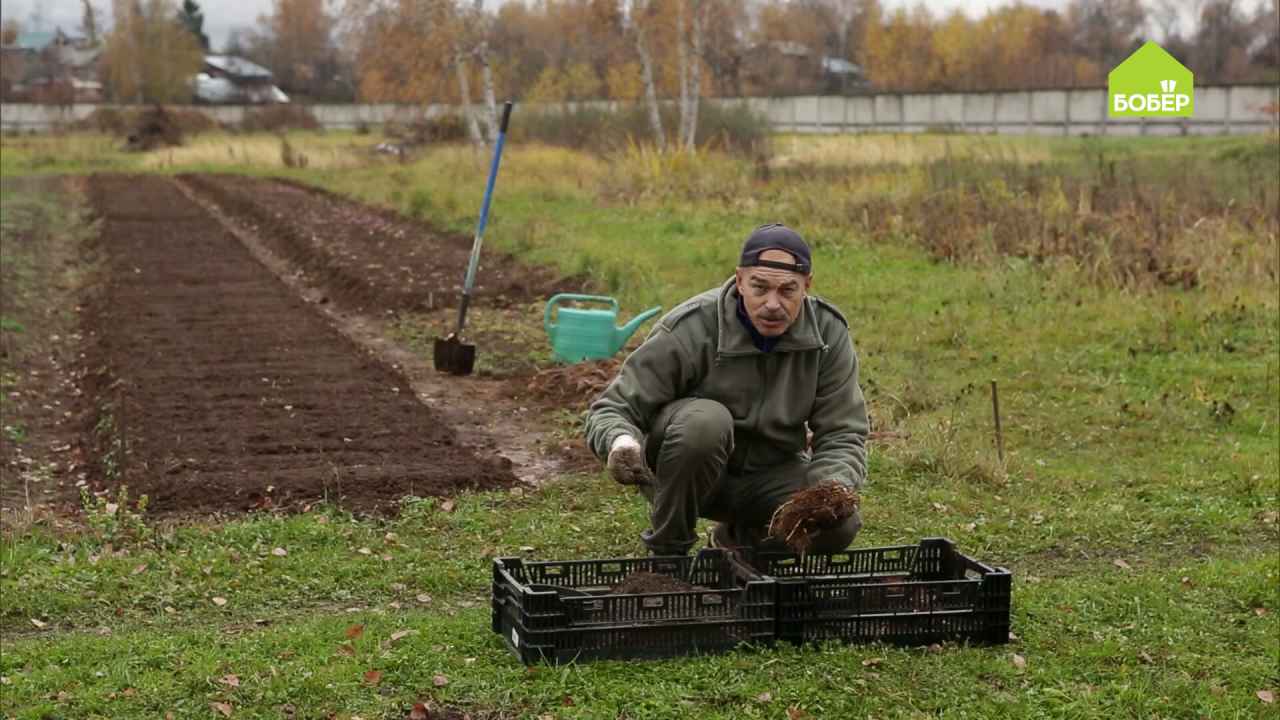 Зимняя выгонка ландышей