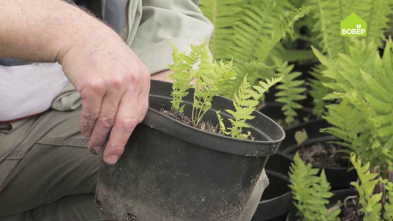 Как ухаживать за папоротниками в саду - Бобёр.ру