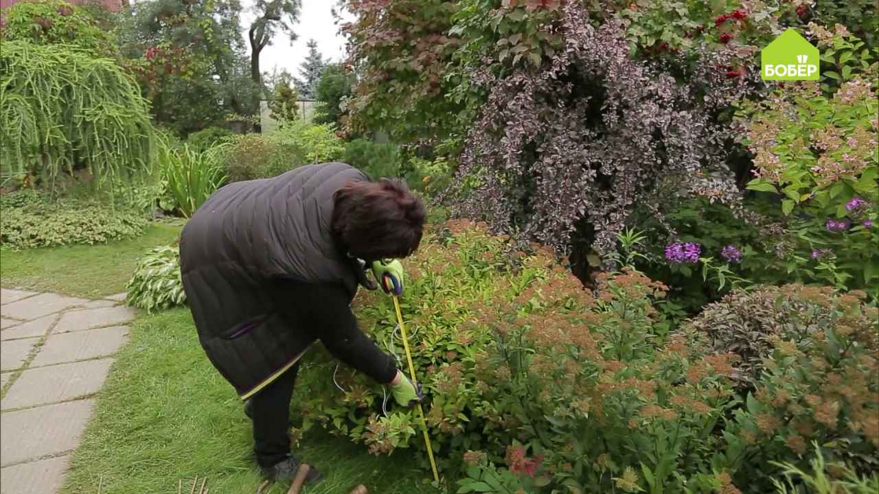 Как подстричь кусты красиво и просто картинки с инструкцией