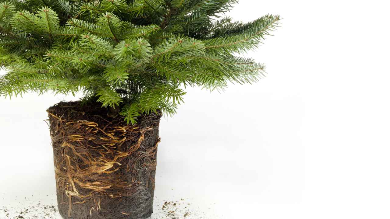 Фото: ozrimoz/Shutterstock.com