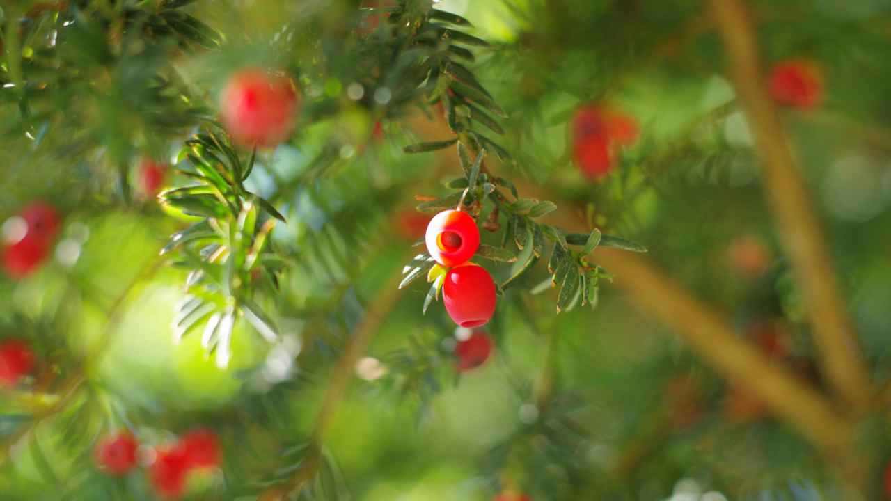 Фото: Marinkachih/Shutterstock.com