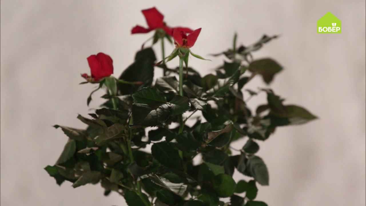 Как сохранить домашние розы зимой. Как продлить жизнь Кустовым розам.