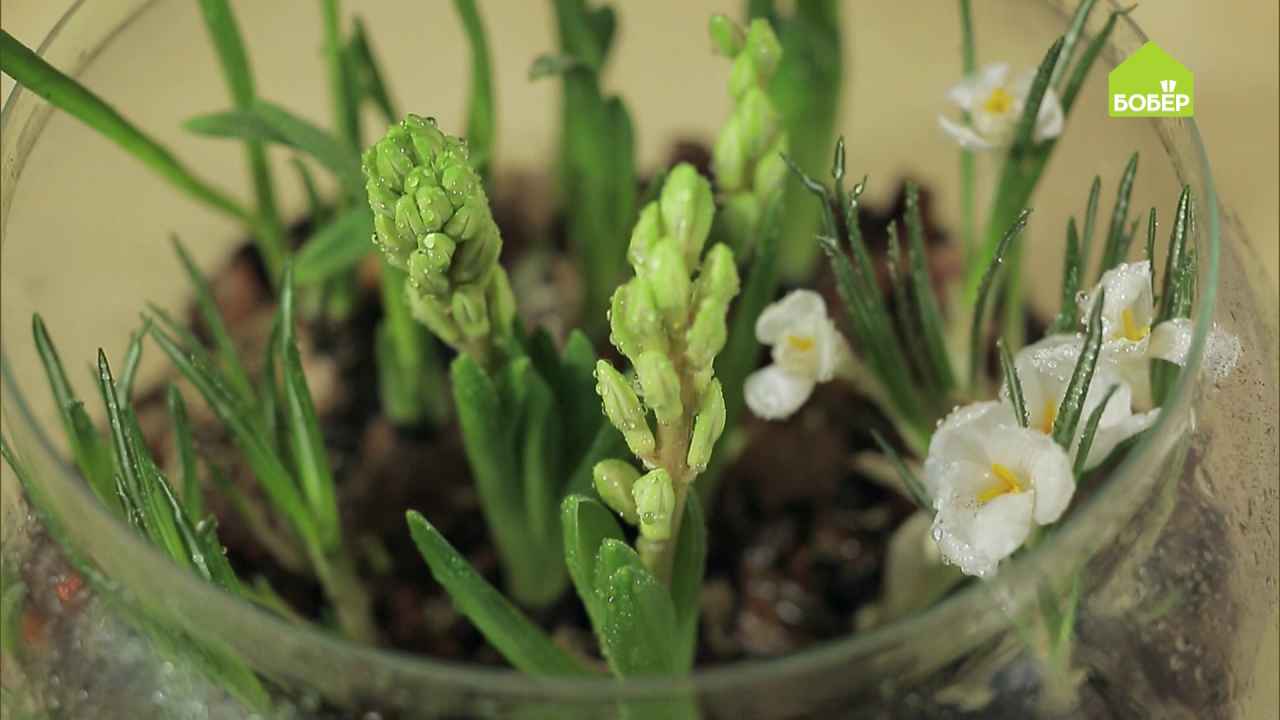 Весенняя композиция из луковичных растений - Бобёр.ру