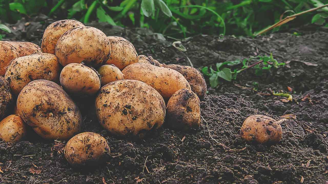 Выбор сорта картофеля по регионам России
