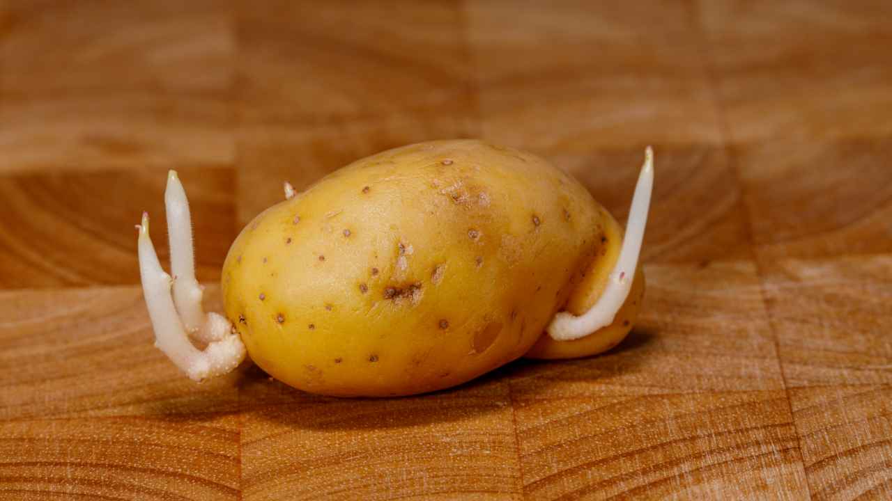 Основные правила по выбору сорта картофеля