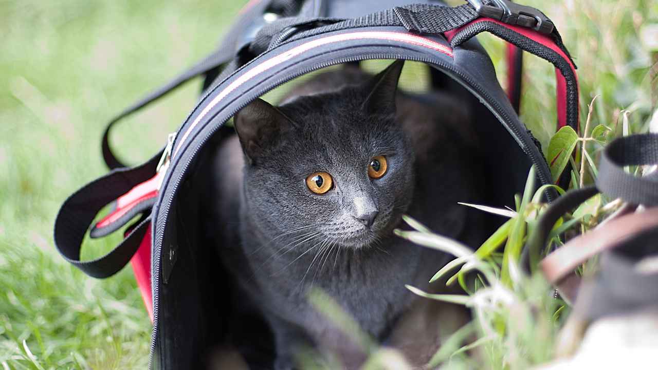 Фото: Anna-Romana/Shutterstock.com