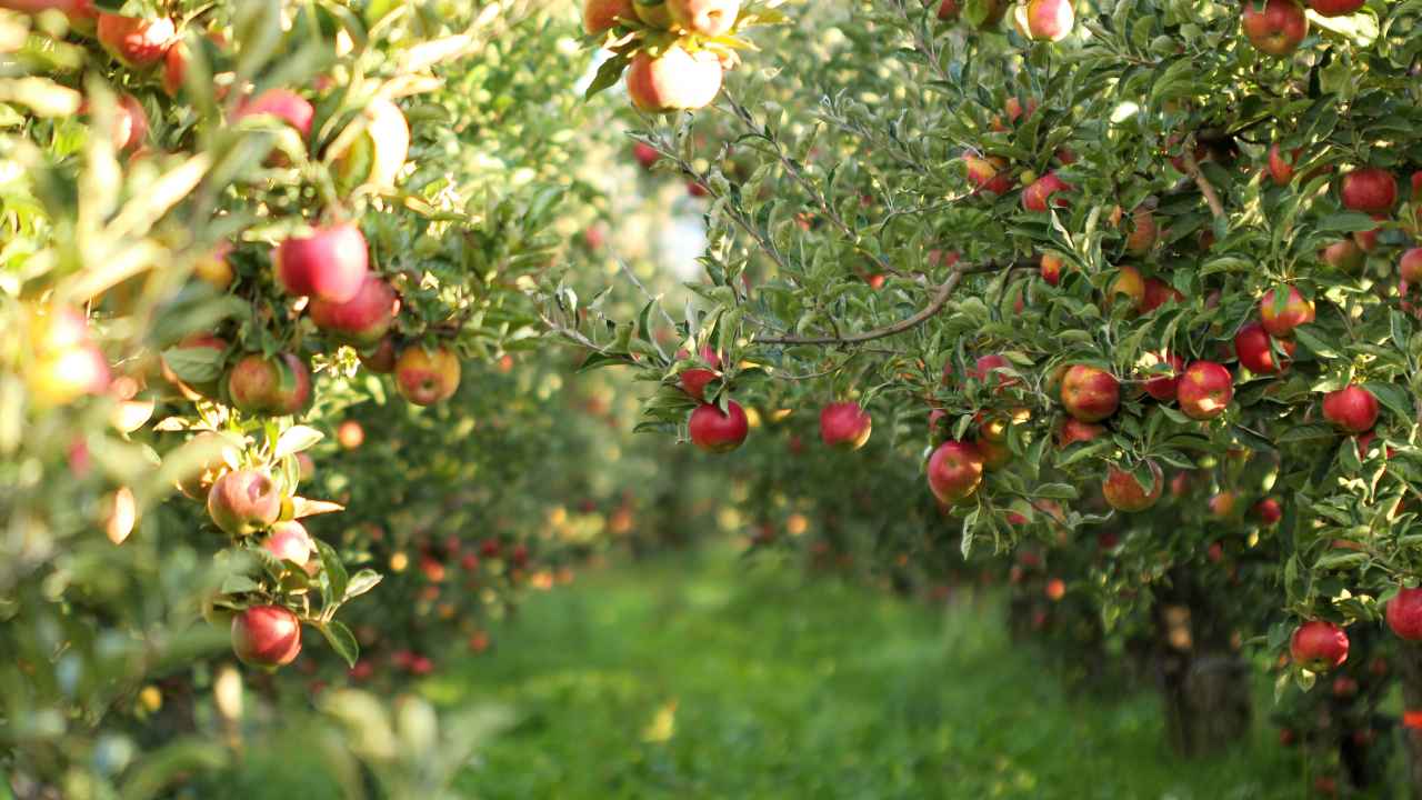 Фото: agrofruti/Shutterstock.com 