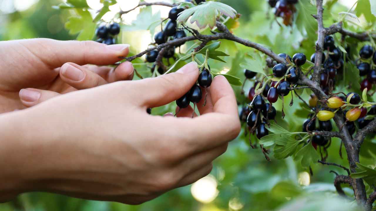 Какой сорт чёрной смородины лучше выбрать