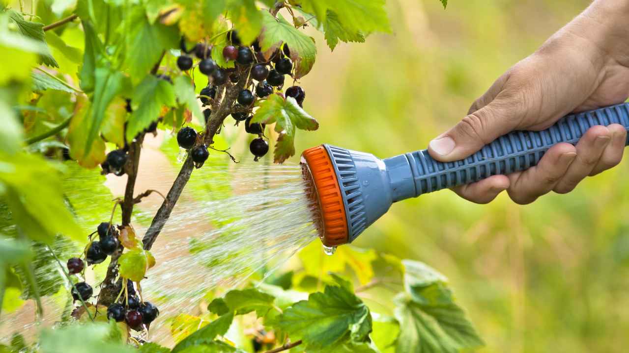 Как выбрать саженцы смородины