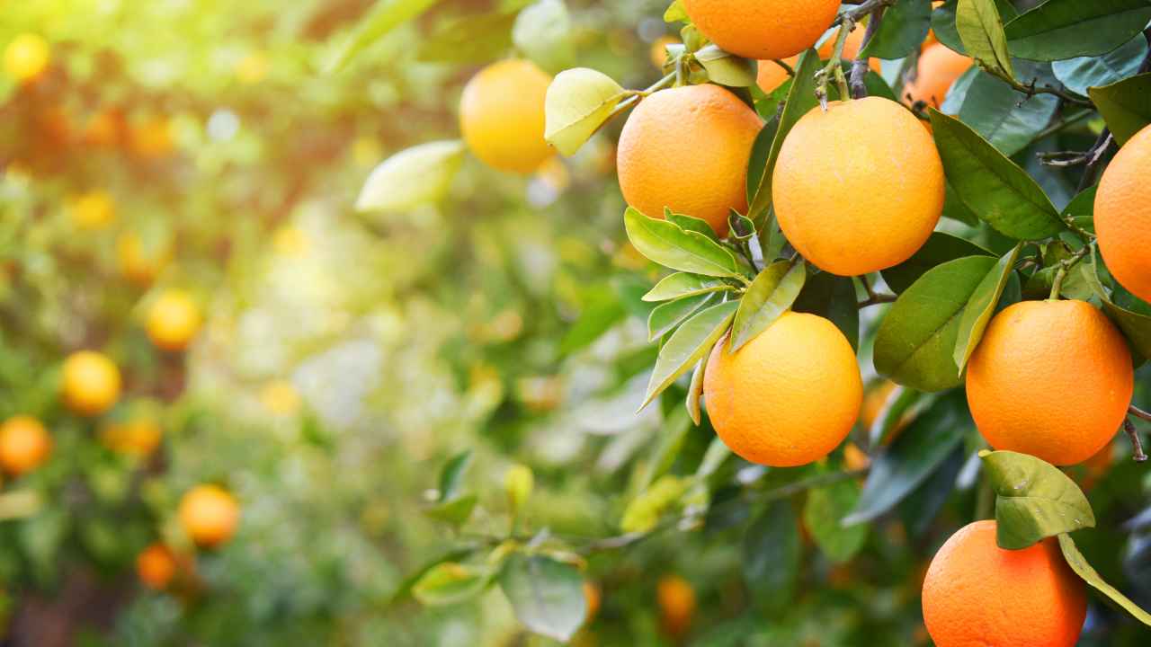 Правила выбора апельсинов