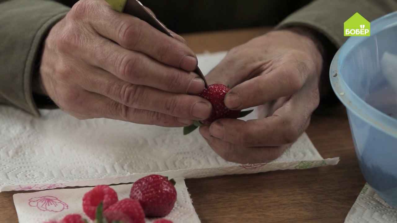 Получаем семена клубники и малины - Бобёр.ру