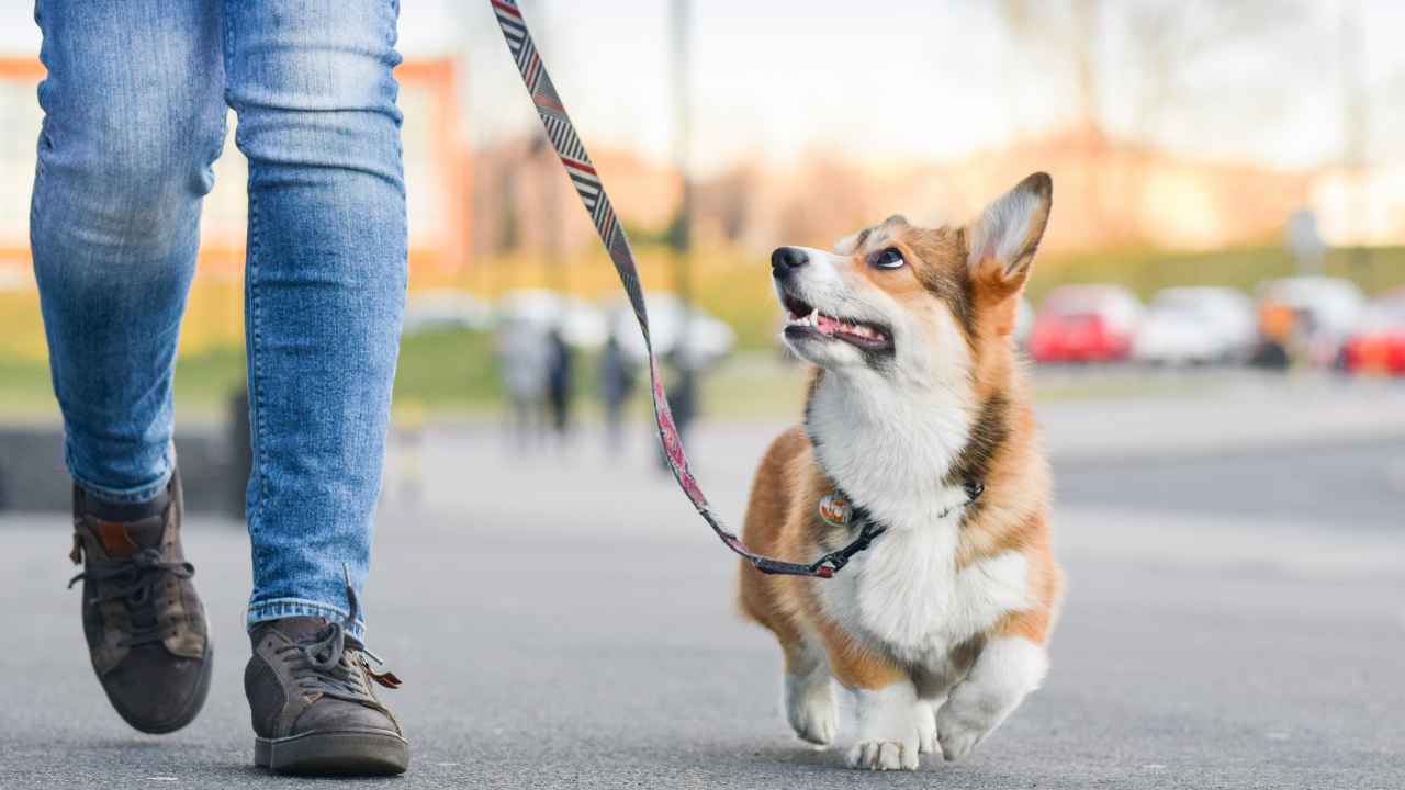Фото: Jus_Ol/Shutterstock.com