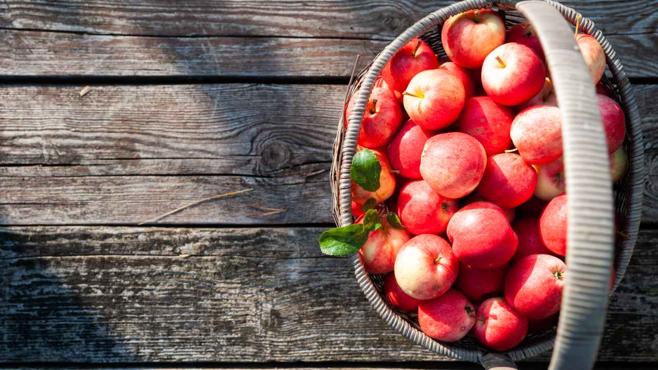 Фото: WildStrawberry/Shutterstock.com