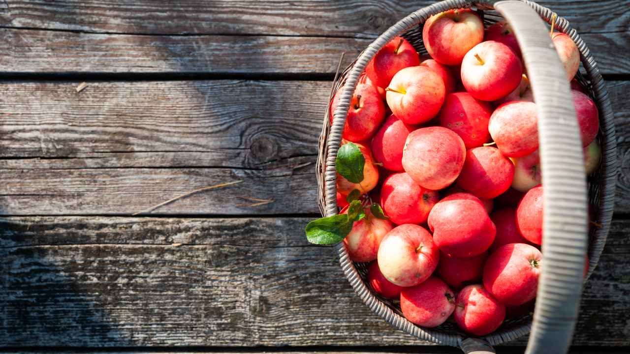 По каким признакам выбирать здоровые саженцы яблонь 