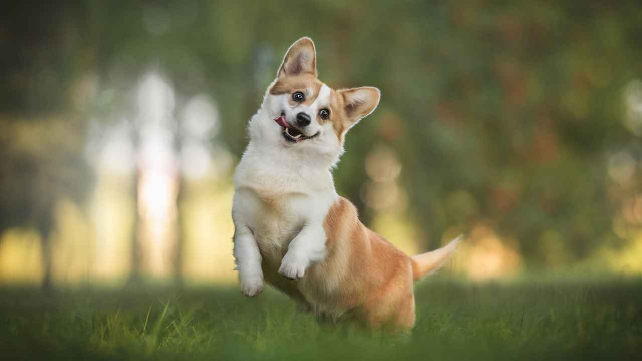 Фото: Liudmila Bohush/Shutterstock.com