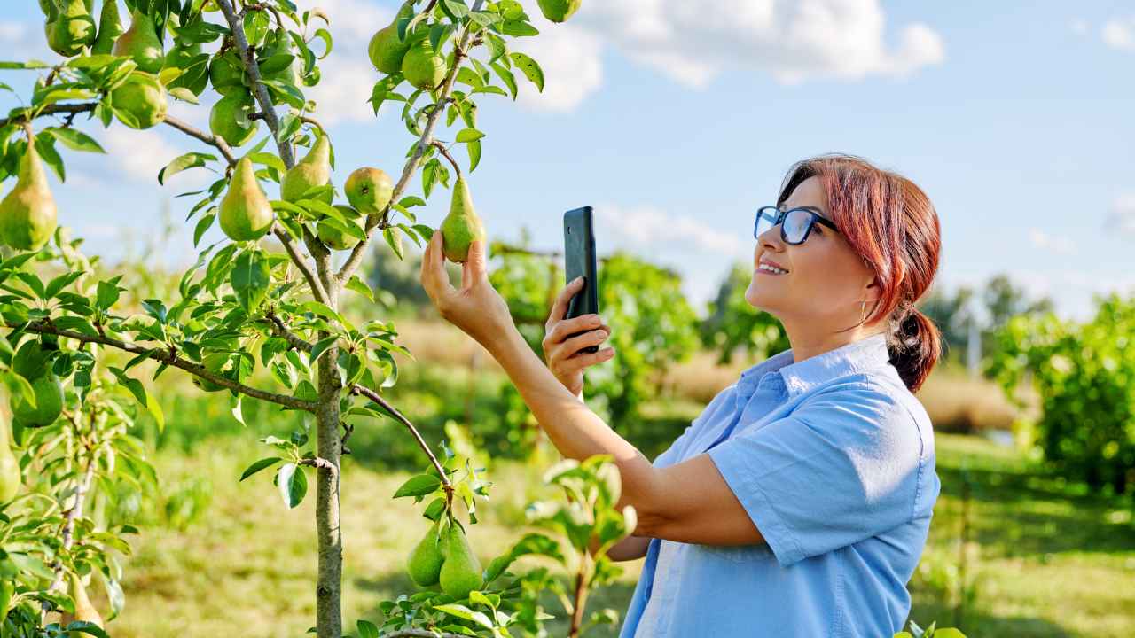 Как выбирать саженцы груши для сада