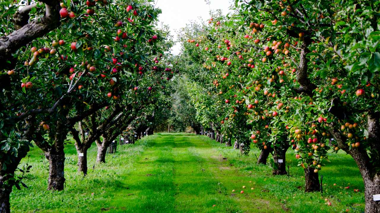 Как выбирать саженцы яблони для сада