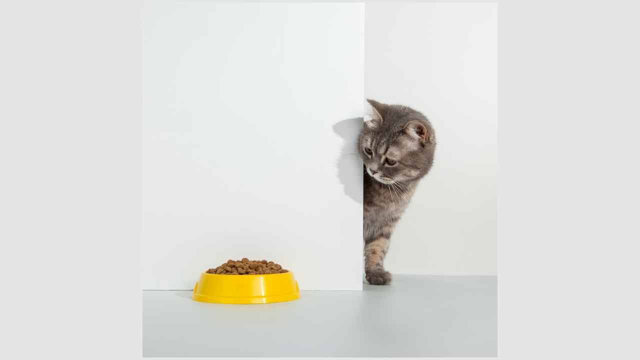 Фото: plutmaverick/Shutterstock.com