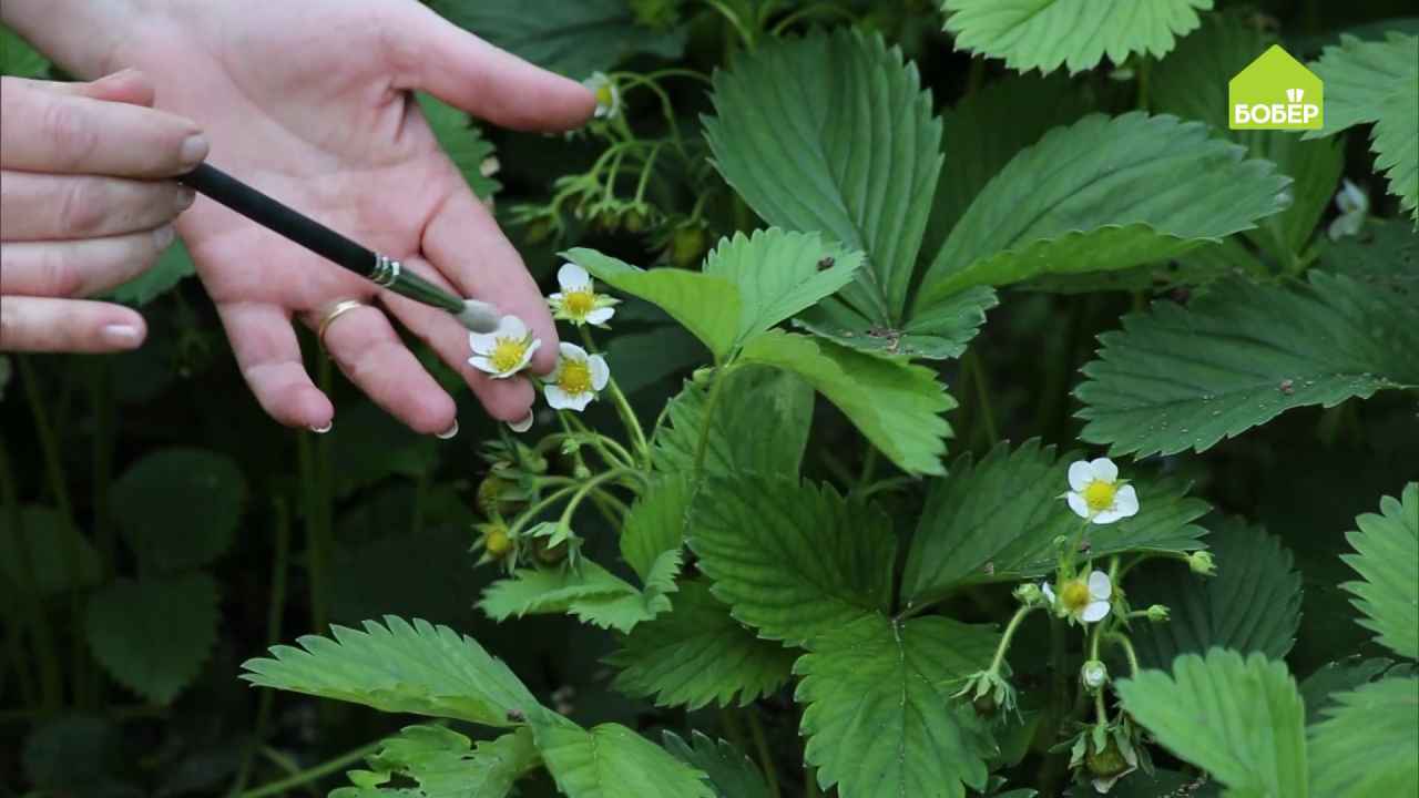 Опыляем садовую землянику своими руками - Бобёр.ру