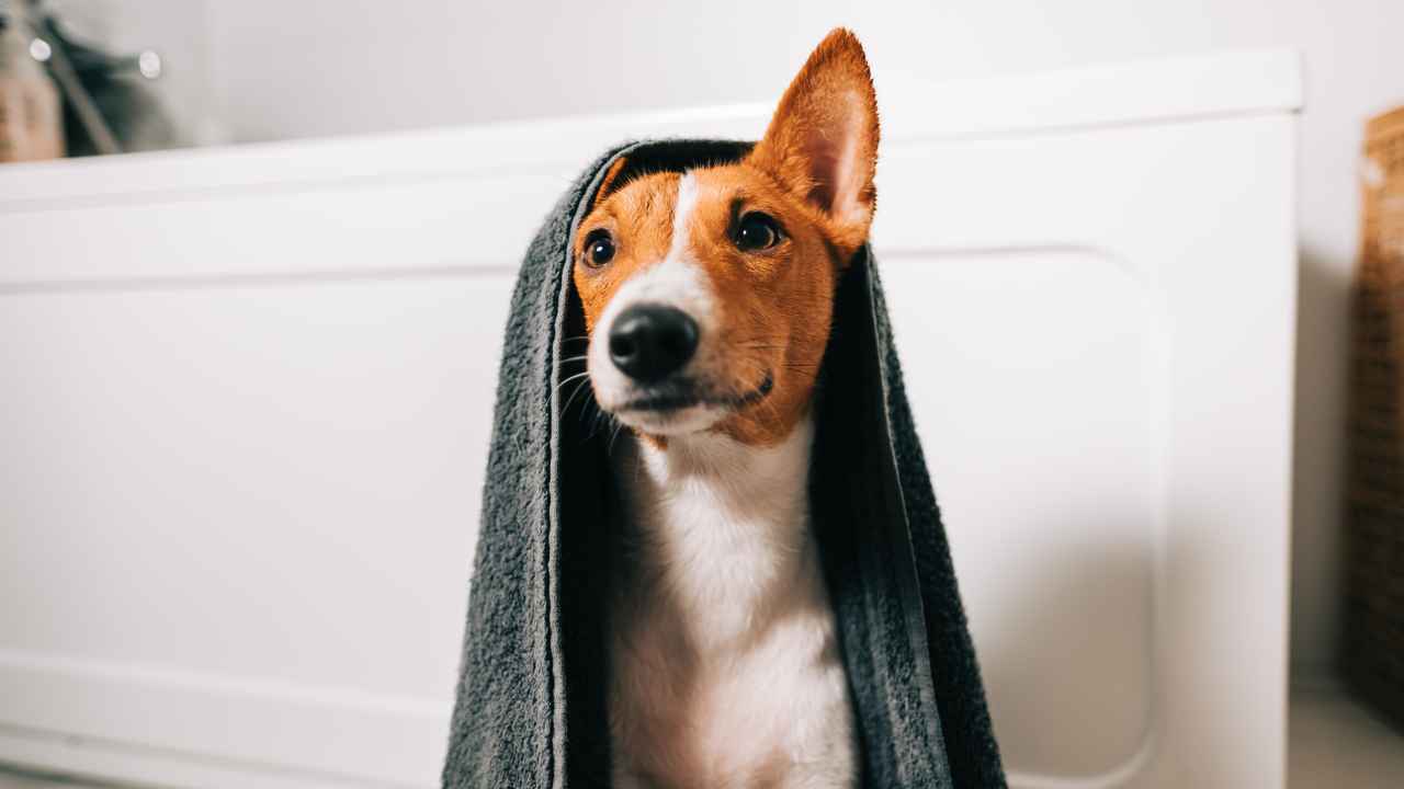 Фото: nikkimeel/Shutterstock.com 