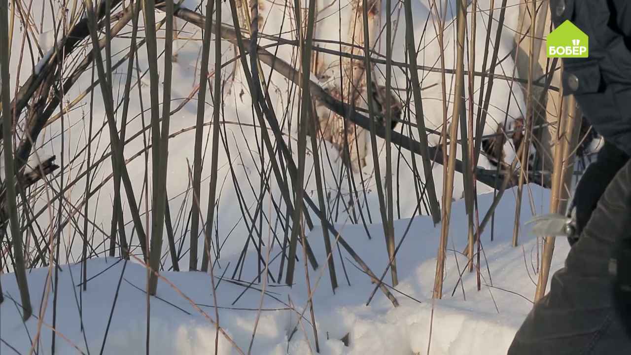 Заготовка ивовых прутьев. - Мои статьи - Каталог статей - Make hands