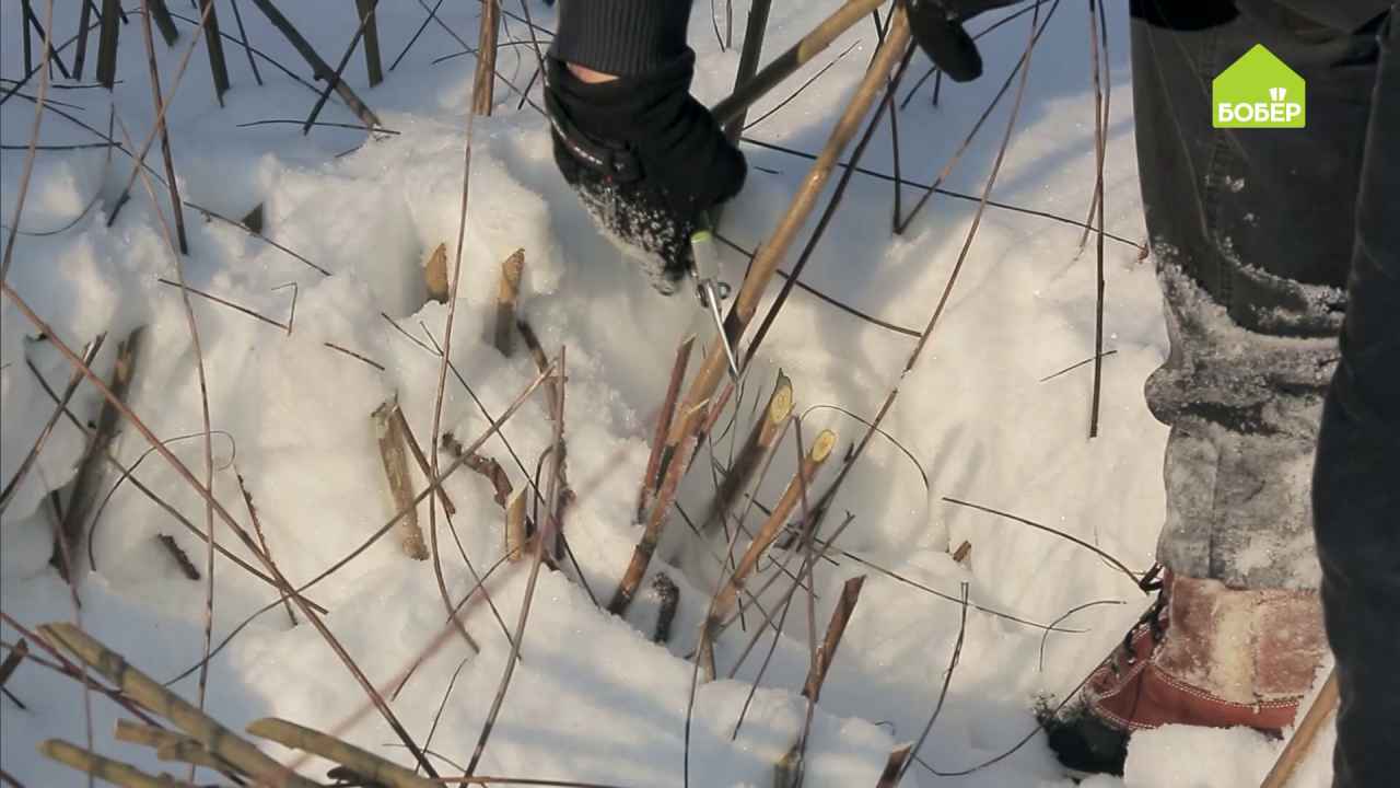 Плетение из лозы: как создать достойное авторское изделие из подручных материалов