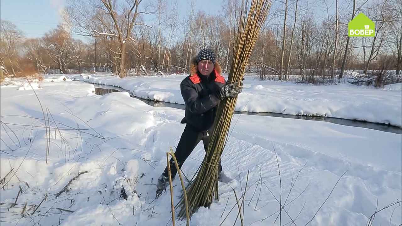 Что делать после заготовки ивы для плетения