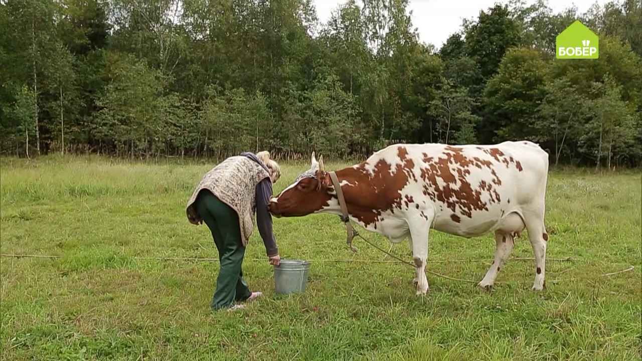 Как пасти коров - Бобёр.ру