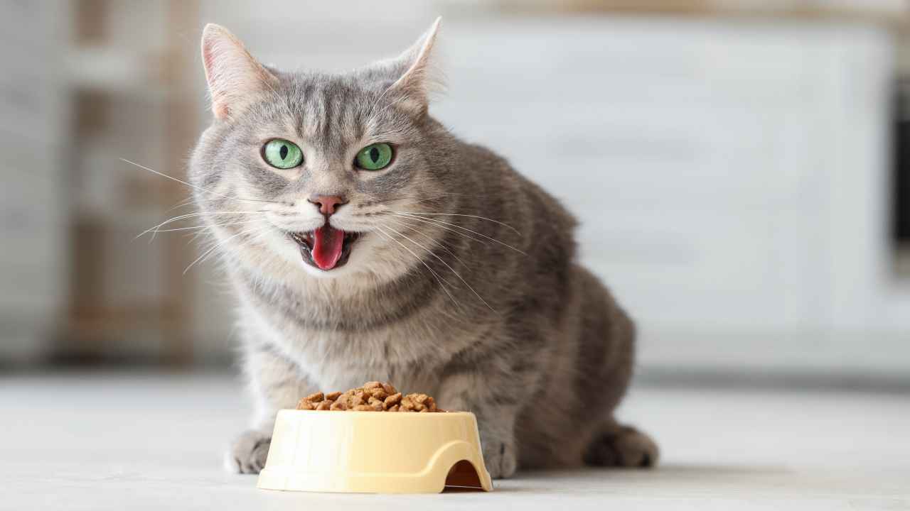 Фото: Pixel-Shot/Shutterstock.com