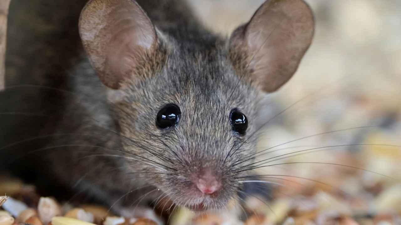 Фото: Iwick images/Shutterstock.com