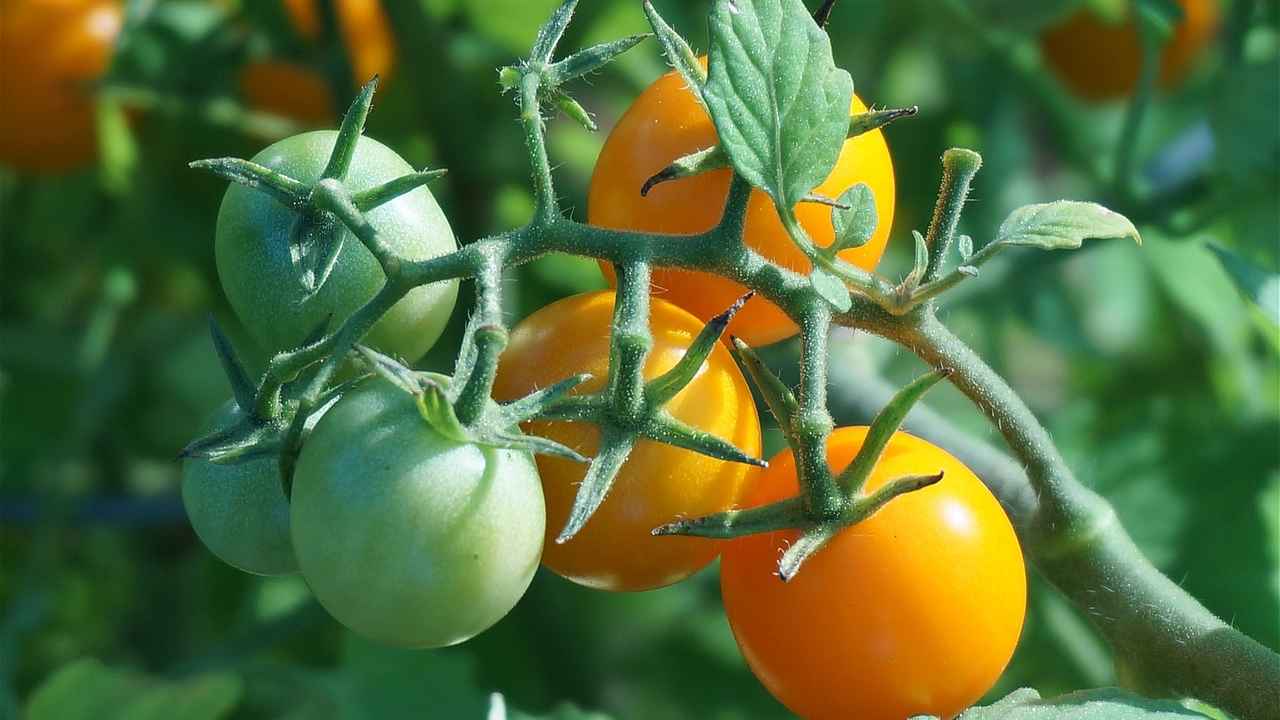 Об особенностях ухода за томатами черри